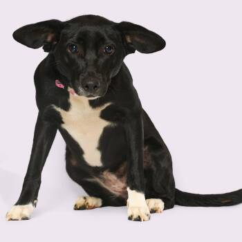 Cintin -  Mixed Breed Dog for Adoption in Bartlett, Tennessee - Cintin | PetCurious