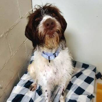 German Shorthaired Pointer Dogs Available for Adoption in Bonifay, Florida - Lily | PetCurious