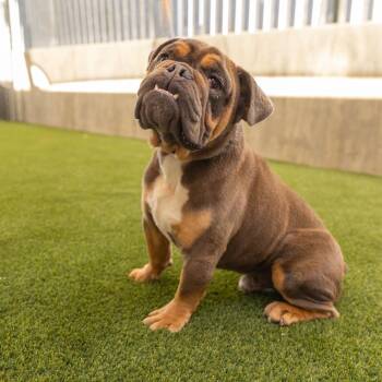 Barnaby -  English Bulldog Dog Available for Adoption in Palm Springs, California - Barnaby | PetCurious