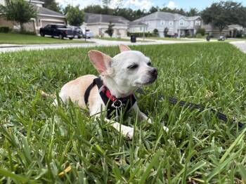 Roxi -  Chihuahua Dog for Adoption in Osteen, Florida - Roxi | PetCurious