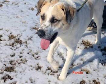 Mixed Breed Dogs Available for Adoption - Panda | PetCurious