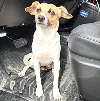 A659151 -  Rat Terrier and Mixed Breed Dog for Adoption in Houston, Texas - A659151 | PetCurious