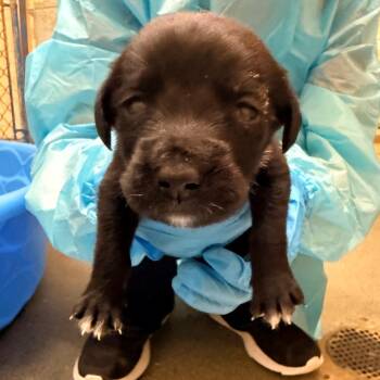 Mickey -  Mixed Breed Dog for Adoption in Corinth, Mississippi - Mickey | PetCurious