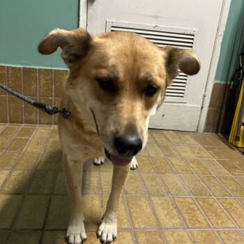 IVHS-Stray-142711 -  German Shepherd Dog Dog for Adoption in San Gabriel, California - IVHS-Stray-142711 | PetCurious