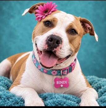Bindi -  American Staffordshire Terrier Dog for Adoption in Cumming, Georgia - Bindi | PetCurious