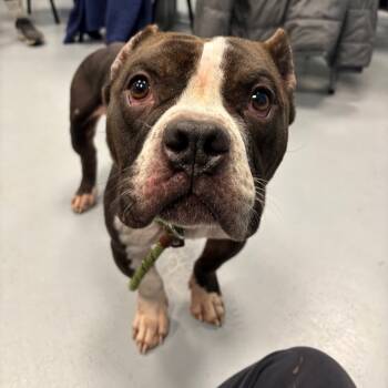 Rescue Pit Bull Terrier Dogs for Adoption in Philadelphia, Pennsylvania - Tank | PetCurious