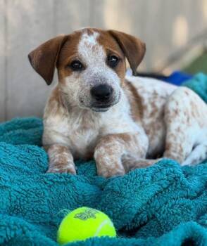 Rescue Australian Cattle Dog Blue Heeler Dogs for Adoption in Fort Worth, Texas - Dolly | PetCurious