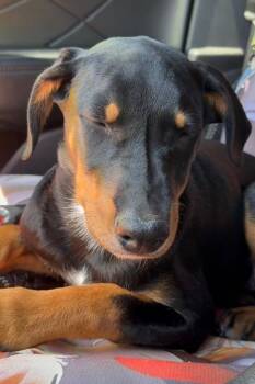 Doberman Pinscher and Australian Cattle Dog Blue Heeler Dogs Available for Adoption in Oakland Park, Florida - Susie Q 3567 | PetCurious