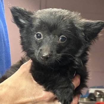 Chiweenie Dogs Available for Adoption in Vacaville, California - SUMO | PetCurious