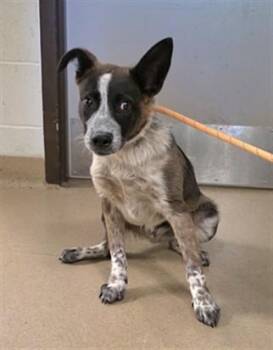 Rescue Australian Cattle Dog Blue Heeler and Shepherd Dogs for Adoption in Silver Spring, Maryland - Paco | PetCurious
