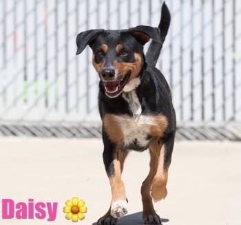 Rat Terrier and Beagle Dogs Available for Adoption in Oswego, Illinois - Daisy | PetCurious