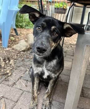 Milly -  Mixed Breed Dog for Adoption in Minneapolis, Minnesota - Milly | PetCurious
