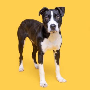Mixed Breed Dogs Available for Adoption - Hamstring | PetCurious