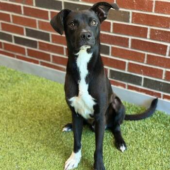 LEE -  Mixed Breed Dog for Adoption in Edmond, Oklahoma - LEE | PetCurious