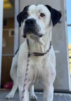 Pit Bull Terrier Dogs Available for Adoption in Tehachapi, California - Swayze | PetCurious