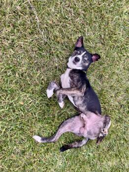 Australian Cattle Dog Blue Heeler Dogs Available for Adoption in Washington Court House, Ohio - Jimbo | PetCurious