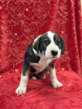 Rescue Shepherd and Mixed Breed Dogs for Adoption in Longview, Texas - Cobbler | PetCurious