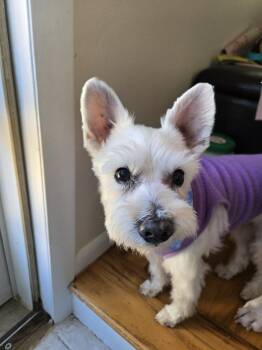 West Highland White Terrier Westie Dogs Available for Adoption - Trixie | PetCurious