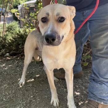 Tyra 4556 -  German Shepherd Dog Dog for Adoption in Loxahatchee Groves, Florida - Tyra 4556 | PetCurious