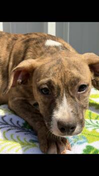 Jessi -  Pit Bull Terrier Dog for Adoption - Jessi | PetCurious
