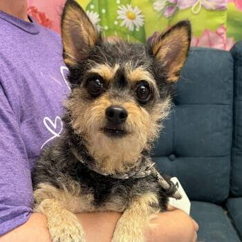 Abby -  Chiweenie Dog for Adoption in Normal, Illinois - Abby | PetCurious