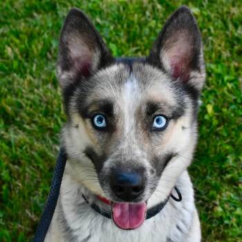 DIANE -  Shepherd and Husky Dog for Adoption in Bowling Green, Ohio - DIANE | PetCurious