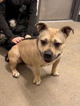 Staffordshire Bull Terrier Dogs Available for Adoption - Freya | PetCurious
