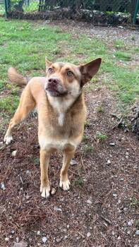 Shepherd Dogs Available for Adoption in Little Rock, Arkansas - Heidi | PetCurious