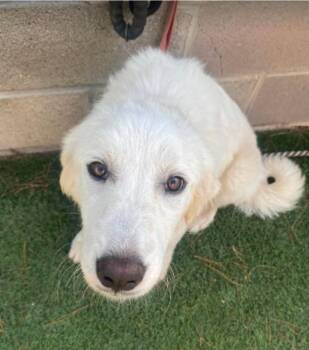 Orchid -  Great Pyrenees Dog for Adoption in Sedalia, Colorado - Orchid | PetCurious