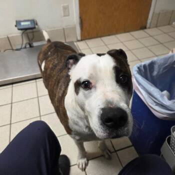 Mixed Breed Dogs Available for Adoption - Eastwood Aka Rico | PetCurious