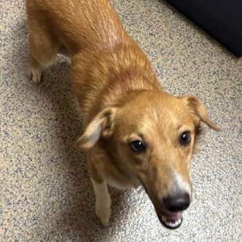Vivica (Vivi) -  Mixed Breed Dog for Adoption in Merriam, Kansas - Vivica (Vivi) | PetCurious