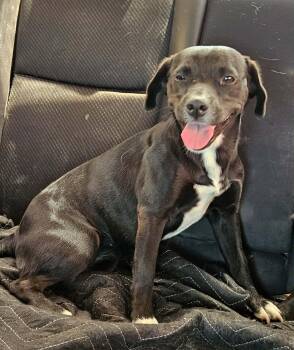 Mixed Breed Dogs Available for Adoption in Paramus, New Jersey - Star | PetCurious