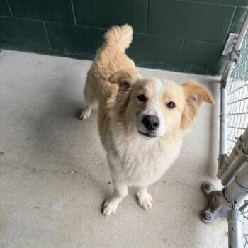 Great Pyrenees Dogs Available for Adoption in Carencro, Louisiana - Funshine Bear | PetCurious