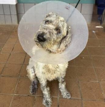 Jean Luc -  Airedale Terrier and Mixed Breed Dog for Adoption in Honolulu, Hawaii - Jean Luc | PetCurious