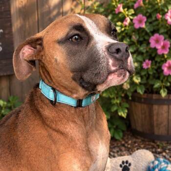 Rufus -  Boxer and Mixed Breed Dog for Adoption in Marshall, Texas - Rufus | PetCurious