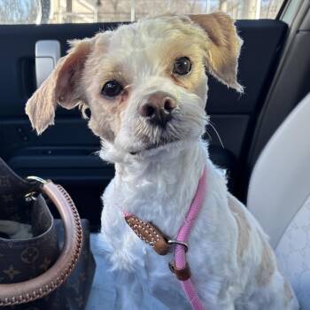 Lhasa Apso and Mixed Breed Dogs Available for Adoption - Stewart | PetCurious