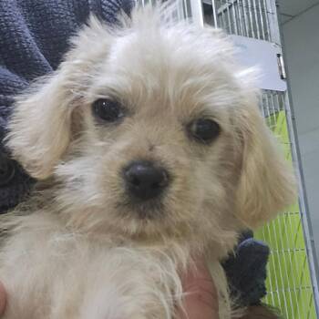 Terrier Dogs Available for Adoption - Daisy | PetCurious