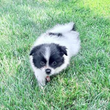 BONBON -  Pomeranian Dog for Adoption in Waterford, New Jersey - BONBON | PetCurious