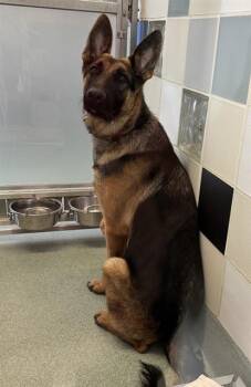 Helmut A220544 -  German Shepherd Dog Dog for Adoption in Plano, Texas - Helmut A220544 | PetCurious