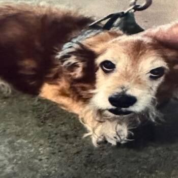 Rescue Cocker Spaniel Dogs for Adoption in Los Angeles, California - Stoney A2241946 | PetCurious