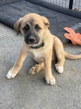 Fisher -  Great Pyrenees and German Shepherd Dog Dog for Adoption in Pleasant Hill, California - Fisher | PetCurious