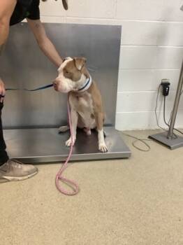 Rescue Pit Bull Terrier and Mixed Breed Dogs for Adoption in Fort Worth, Texas - 59720221 | PetCurious
