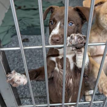 Billie -  Labrador Retriever and Mixed Breed Dog Available for Adoption in Buchanan Dam, Texas - Billie | PetCurious