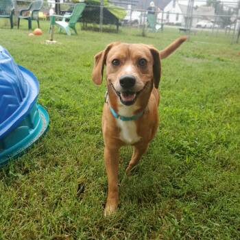Warrant -  Mixed Breed Dog for Adoption in Fredericksburg, Virginia - Warrant | PetCurious