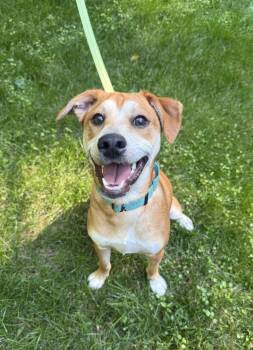 Feist Dogs Available for Adoption in Arlington, Virginia - Shaggy | PetCurious