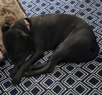 Niska -  Labrador Retriever and Mixed Breed Dog for Adoption in Simcoe, Ontario - Niska | PetCurious