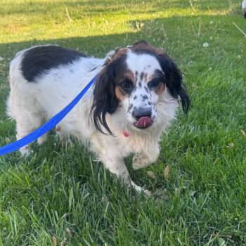 Brittany Spaniel and Mixed Breed Dogs Available for Adoption in Inwood, West Virginia - Cooper | PetCurious