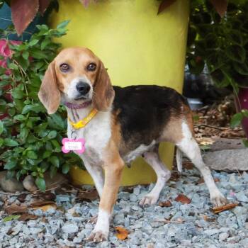 Ethel -  Beagle Dog for Adoption in Wake Forest, North Carolina - Ethel | PetCurious