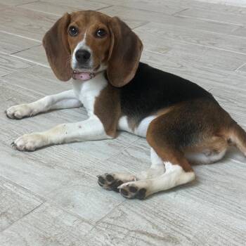 Penny Mae -  Beagle Dog for Adoption in Miami, Florida - Penny Mae | PetCurious