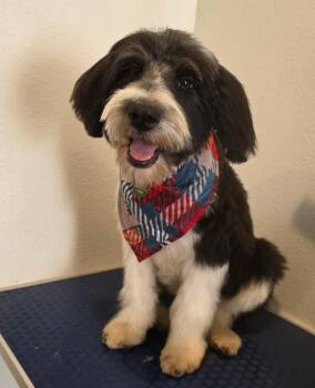 Rescue Poodle Dogs for Adoption in Carrollton, Texas - Mowgli | PetCurious